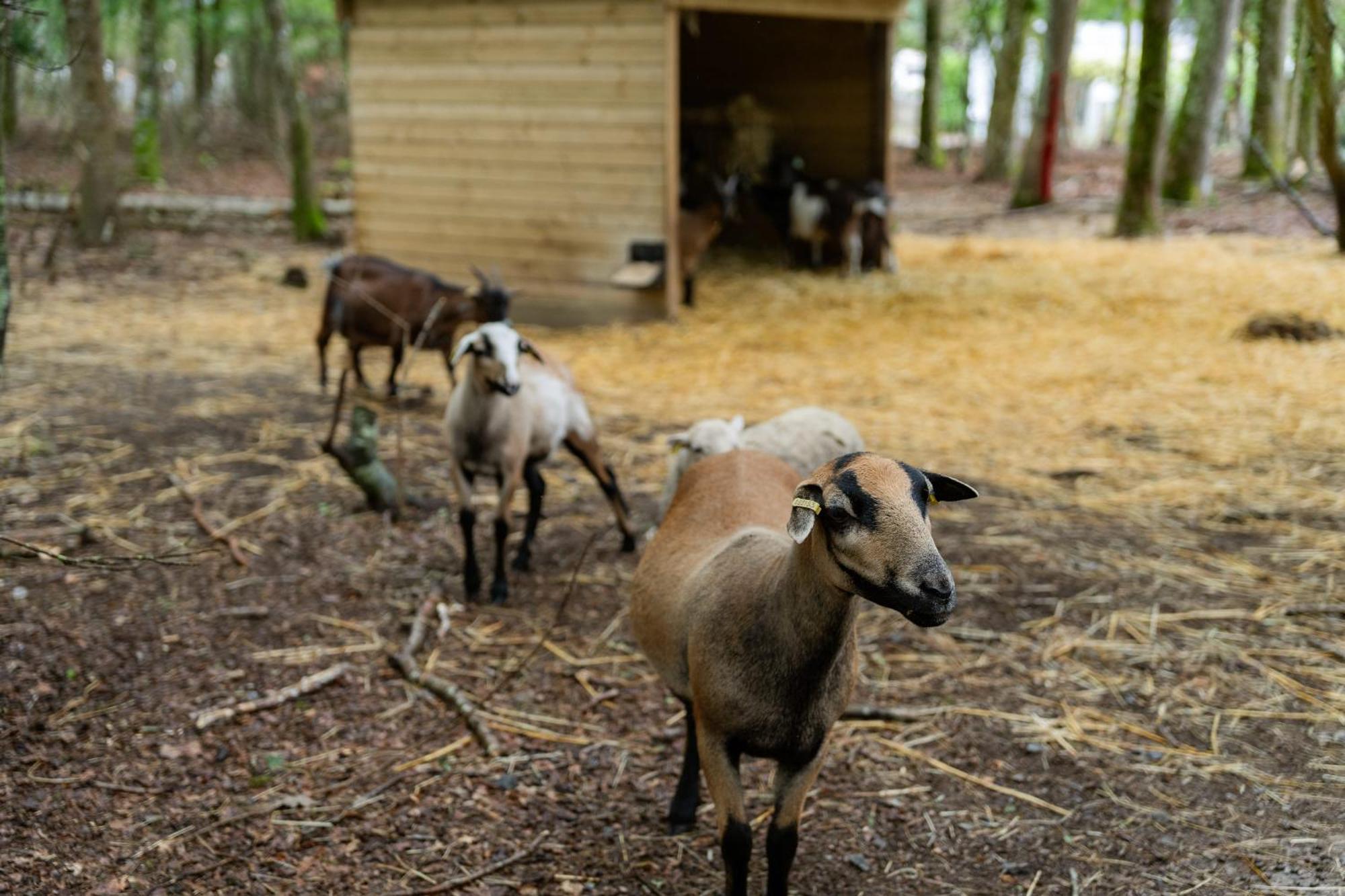 Sunelia Le Petit Bois Mesquer Luaran gambar